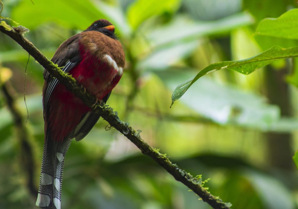 Diversidad que inspira: Risaralda conmemora el día de la biodiversidad