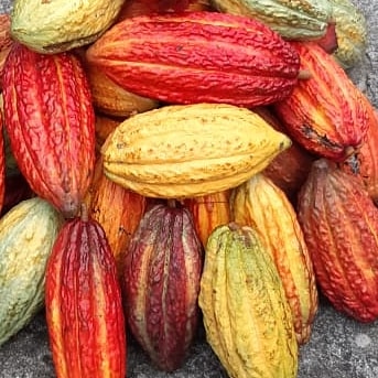 "Somos un negocio de la región, que nace en un hogar campesino con el firme propósito de llegar a los consumidores con un producto natural, producido con bajo estándares de las Buenas Prácticas Agrícolas y de Manufactura, para el deleite de quienes deseen degustar de un cacao de excelente calidad. En los cultivos y en el procesamiento implementamos prácticas que promueven el cuidado del ambiente."