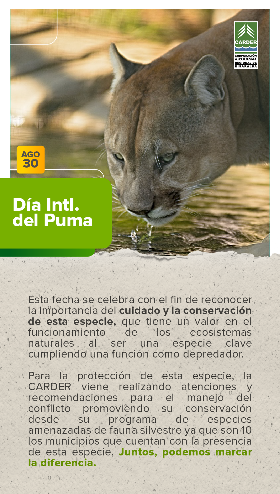 Día Internacional del Puma