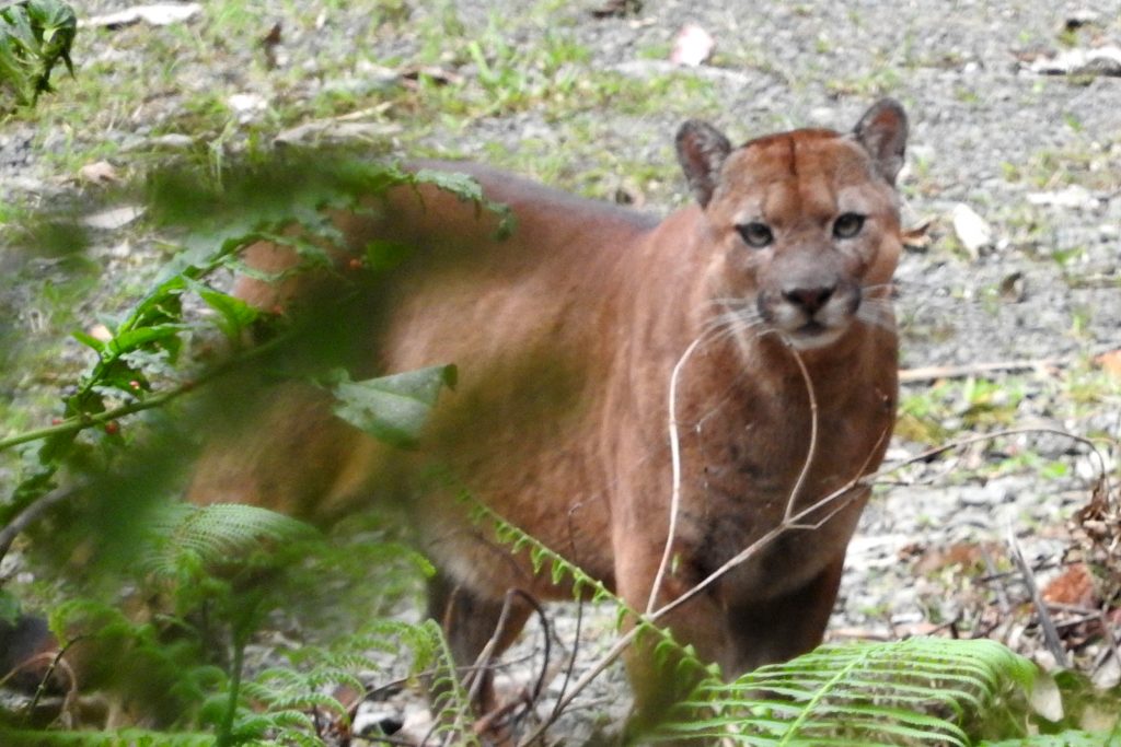 Día Internacional del Puma