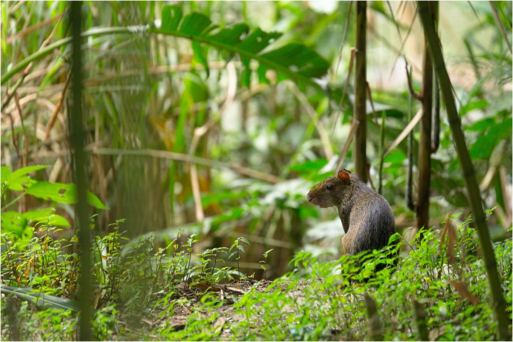 Conociendo a los habitantes de Risaralda: El fascinante Guatín (Dasyprocta punctata)