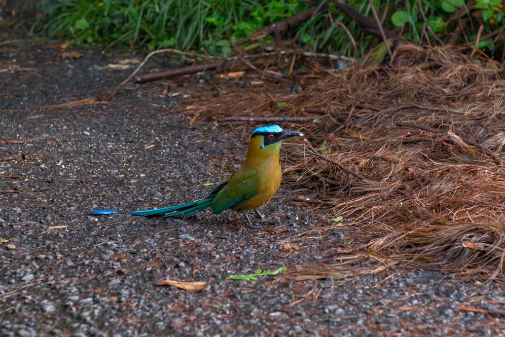 ¿Qué hacer si te encuentras fauna silvestre herida en Risaralda?