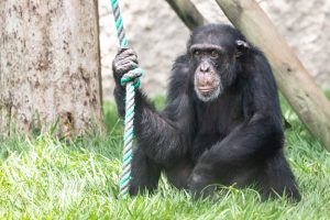 Con la operación Arca de Noé, la CARDER busca que Yoko, el único gran simio que vive en Colombia, sea trasladado a un santuario de Brasil