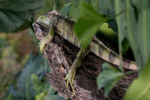 Los animales silvestres y exóticos no son regalos de Navidad