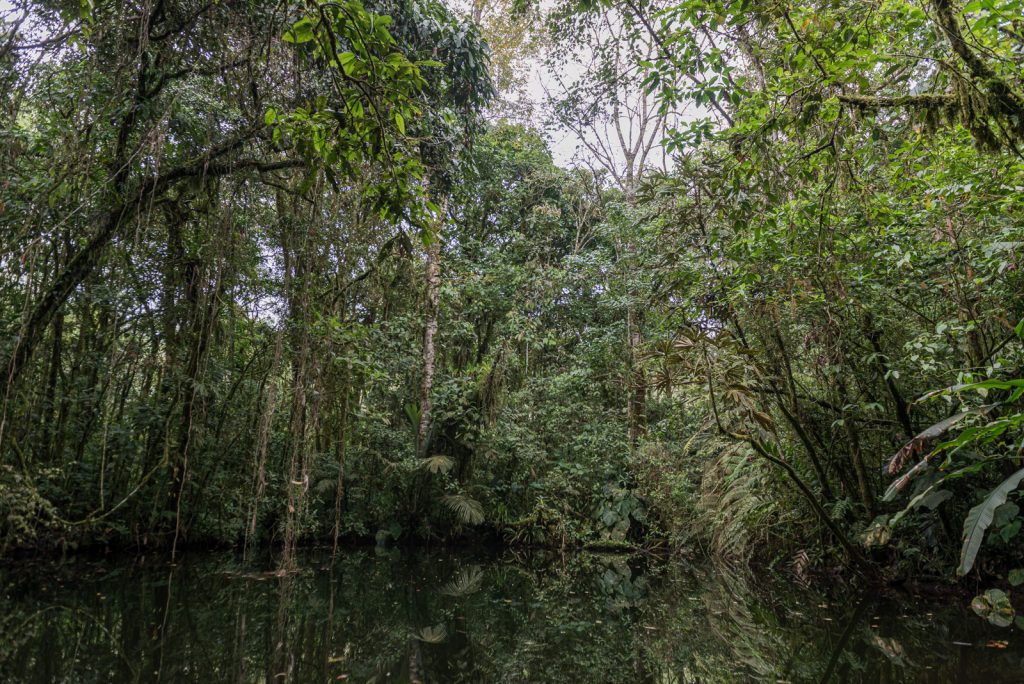 Estas son las especies vegetales vedadas en Risaralda, que la CARDER prioriza para garantizar su protección