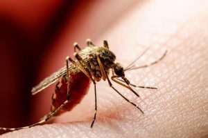 CARDER refuerza medidas ante brote de fiebre amarilla en el Tolima y caso confirmado en Caldas